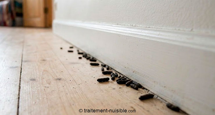 Crottes de rongeurs le long d’une plinthe dans une cuisine