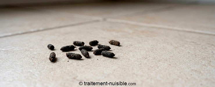 Gros plan sur plusieurs crottes de souris (petites, allongées, pointues)