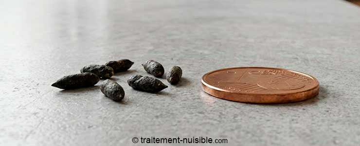 Crottes de souris à côté d’une pièce pour comparer la taille