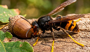 Frelon asiatique pattes jaunes