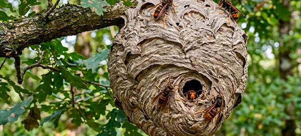 Gros plan nid frelon asiatique