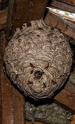 Nid de guêpe dans un toit