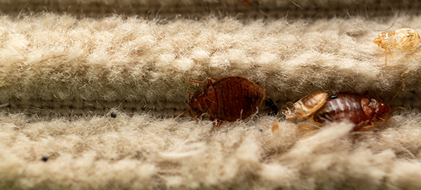 Photo de punaises de lit