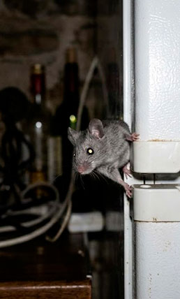 Souris dans une cuisine