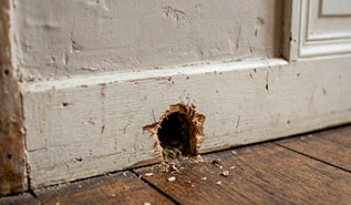 Trou de souris dans une plinthe