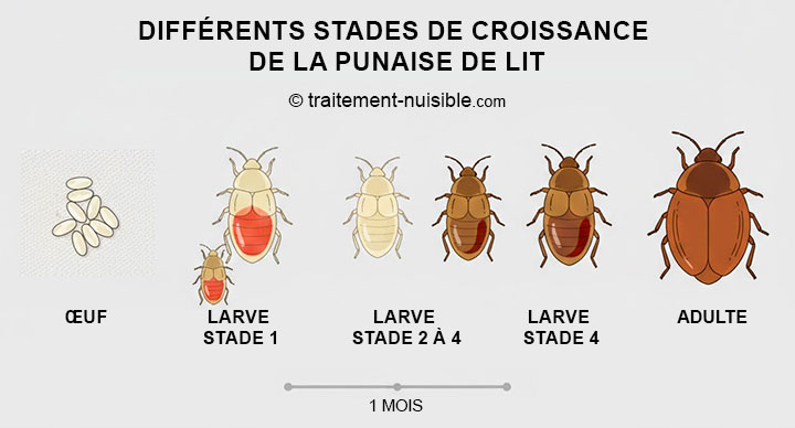 Schéma des différents stades de croissance de la punaise de lit