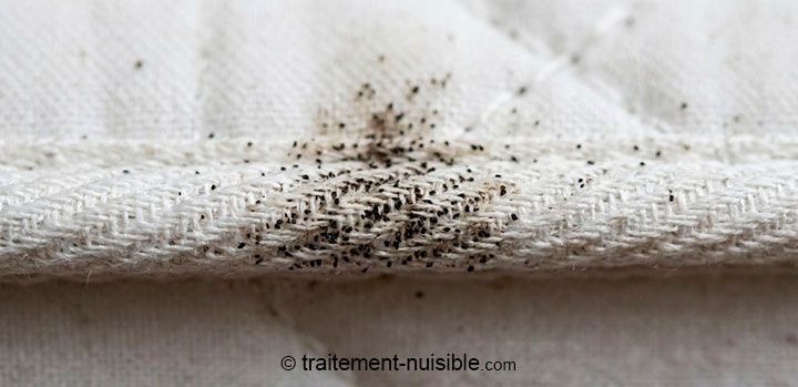 Photo macro de déjections de punaises de lit (points noirs) sur la couture d'un matelas