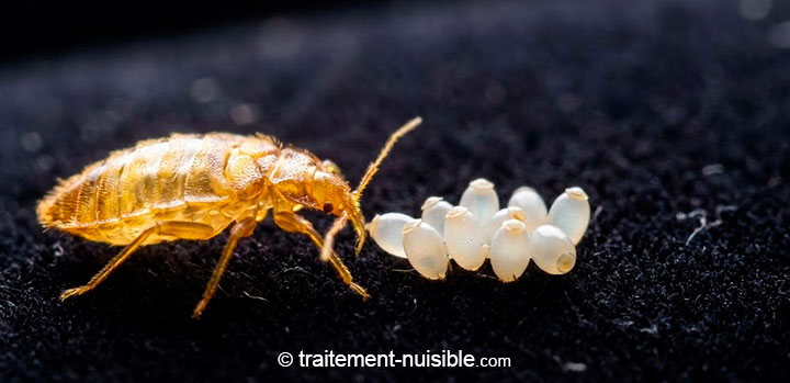 Photo macro de mues (peaux mortes) et d'œufs de punaises de lit