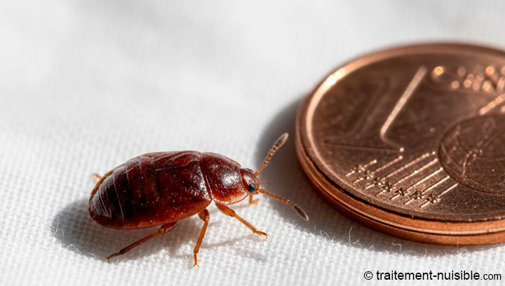 Photo d'une punaise de lit adulte pour identification