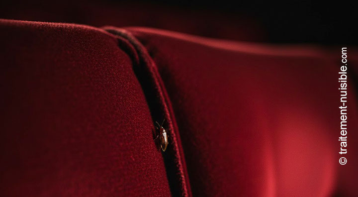 Punaise de lit cachée dans la couture d'un siège de cinéma