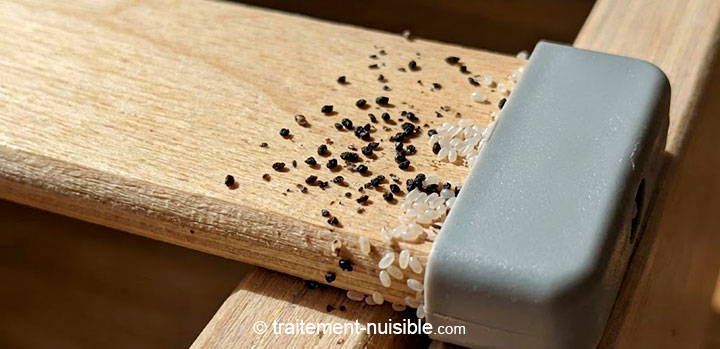 Traces de déjections de punaises sur les lattes en bois d'un sommier